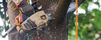 Best Storm Damage Tree Cleanup  in Clyde, TX