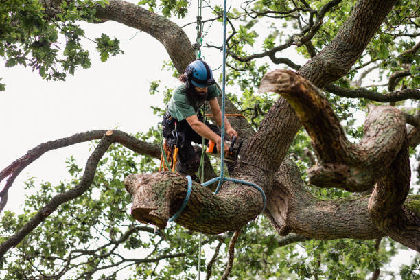 Best Root Management and Removal  in Clyde, TX