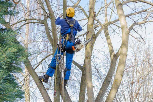 Best Commercial Tree Removal  in Clyde, TX