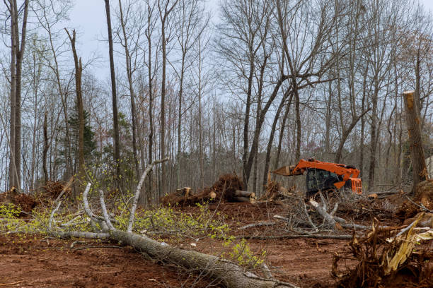 Best Mulching Services  in Clyde, TX