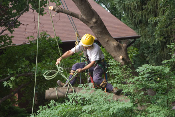 Best Tree Cabling and Bracing  in Clyde, TX