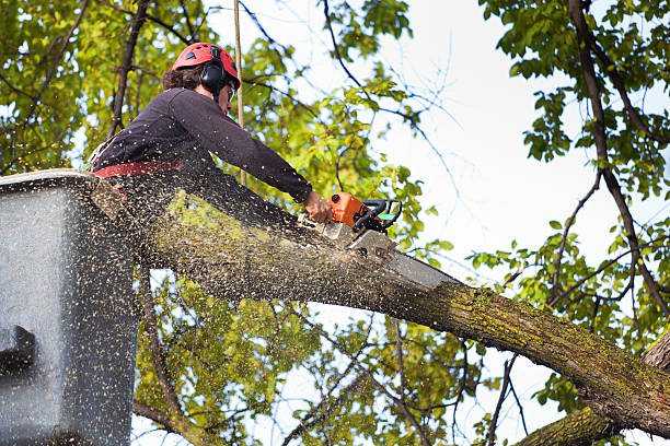 Professional Tree Removal Services in Clyde, TX