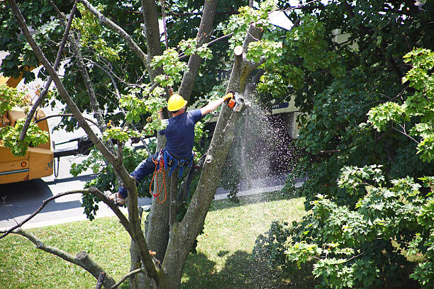 Best Stump Grinding and Removal  in Clyde, TX